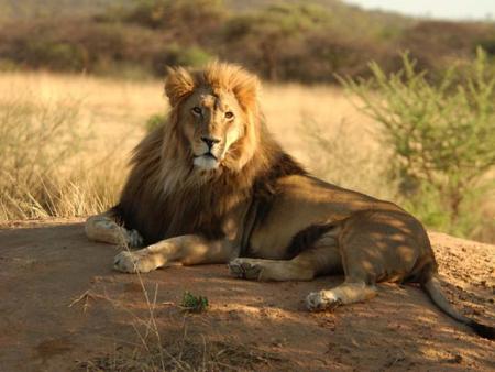 lion